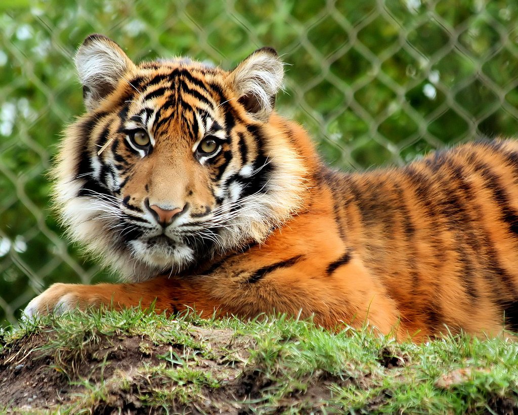 Суматранский тигр окрас