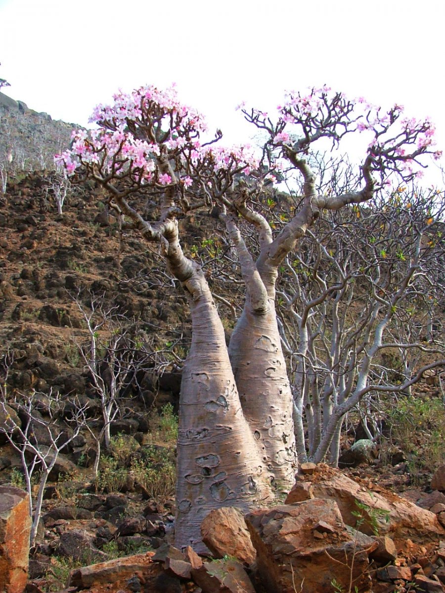 Огуречное дерево на острове Сокотра