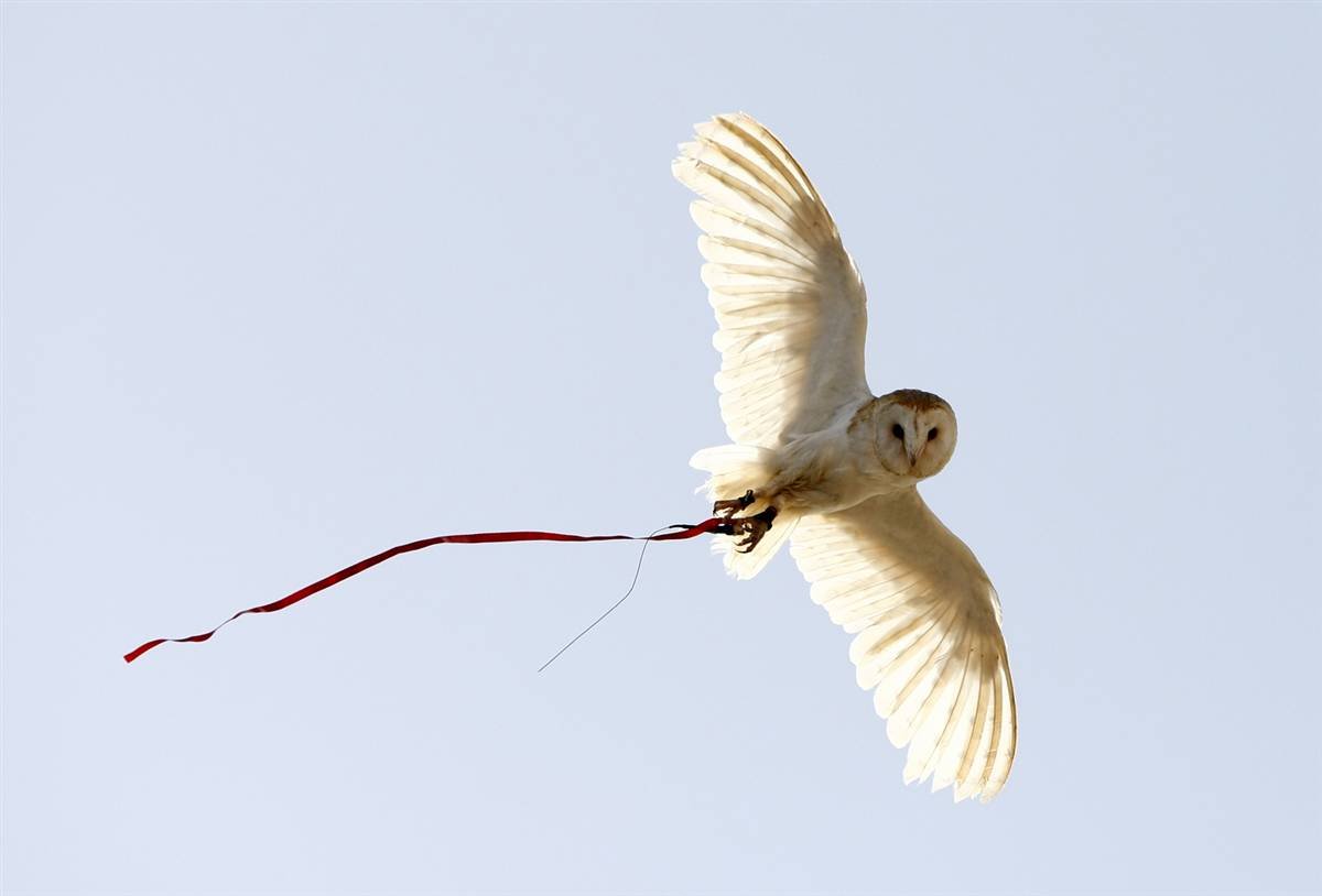 Hope fly. Сипуха летит. Сипуха в полете. Сипуха белая. Птица перед взлетом.