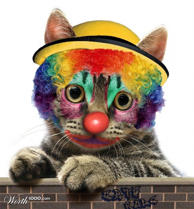 Cat clown. Клоунский кот. Котенок клоун. Кот в костюме клоуна. Кот с клоунским носом.