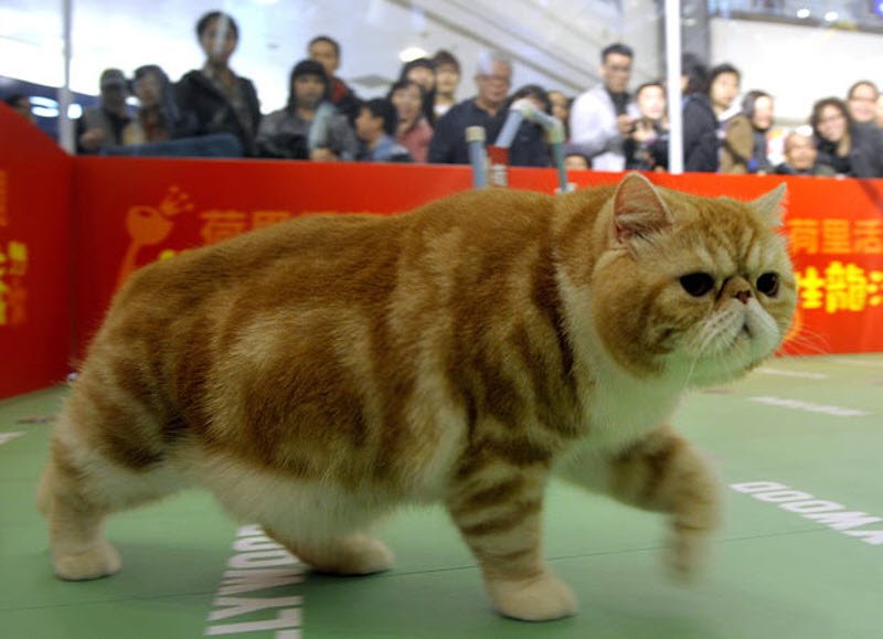 Фото китайского котика
