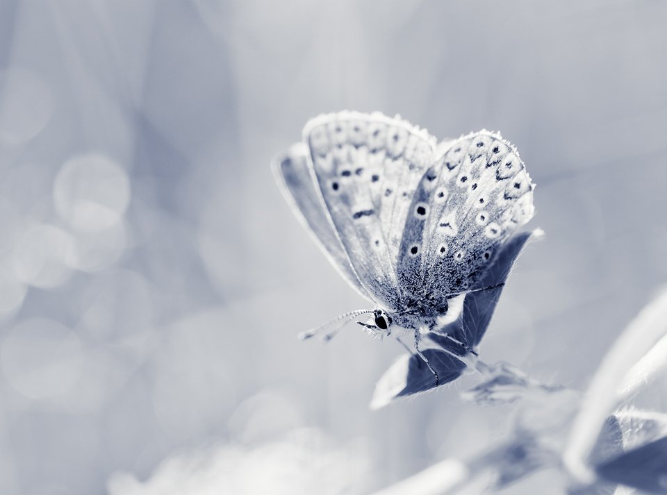 бабочка на снегу. бабочка белая. зимняя бабочка. снежинка макросъемка. бабочка на снегу.