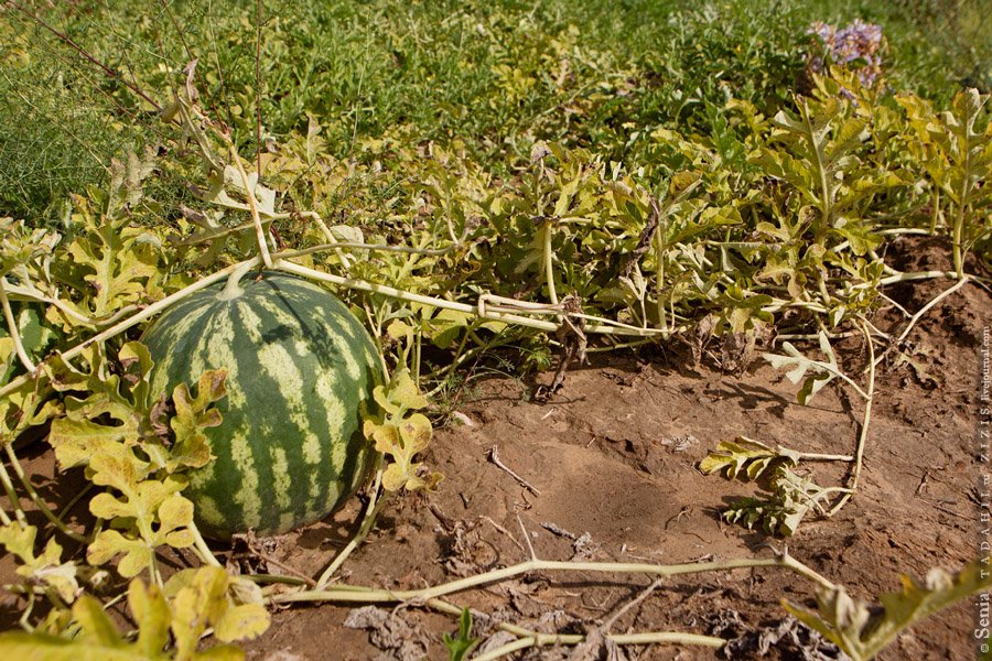 Дыня в парнике. Рассада арбуза. Корень арбуза. Арбуз на бахче. Корни арбузов.
