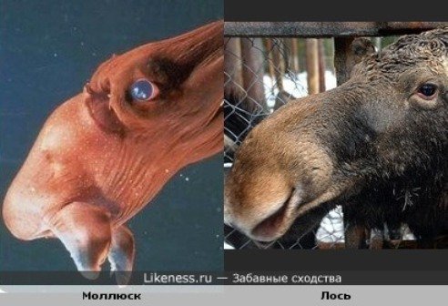 Сходство Животных Фото