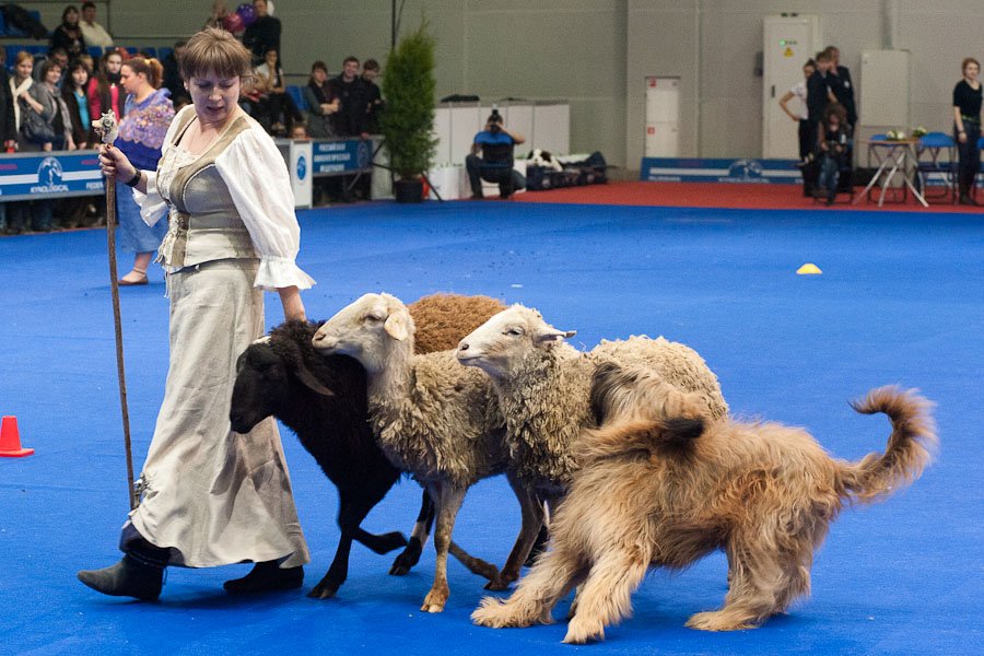 Зоопортал 4 августа коряжма. Зоопортал каталог выставки. Зоопортал 4 августа коряжма. Зоопортал киров. Зоопортал пермь выставка собак.