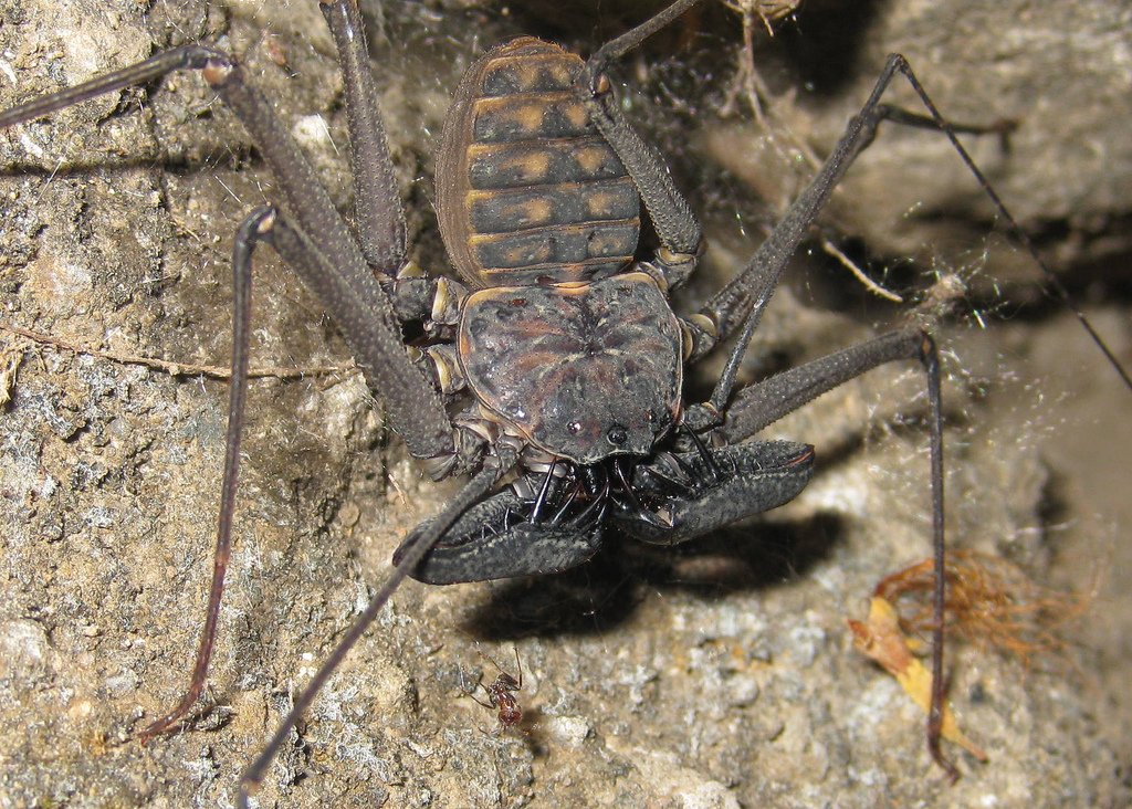 Фрин damon variegatus. Фрин фото. Отряд фрины. Фрин дамон вариегатус. Фрин дамон вариегатус.