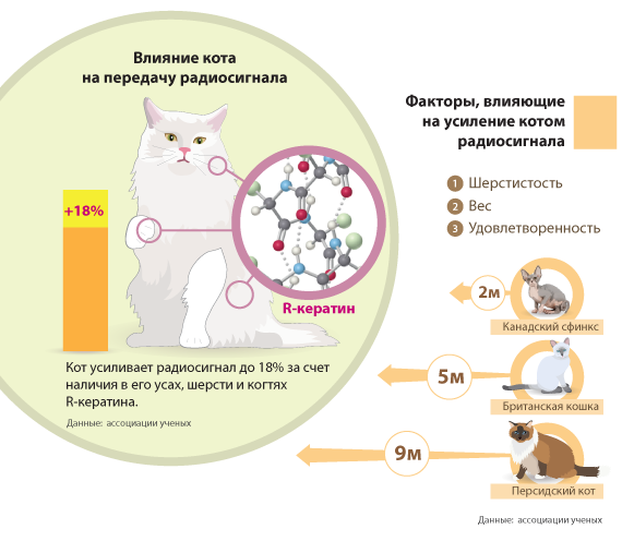 Действие кота если сема. Инфографика кошки. Инфографика о котах. Влияние котов на человека. Полезное о кошках.