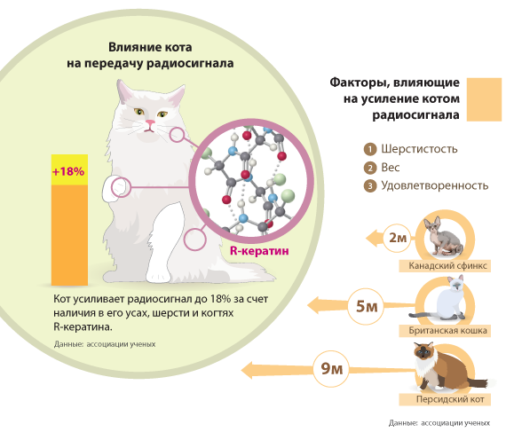 Кошки влияют. Кот инфографика. Инфографика коты. Полезные советы для кошек. Инфографика о котах.