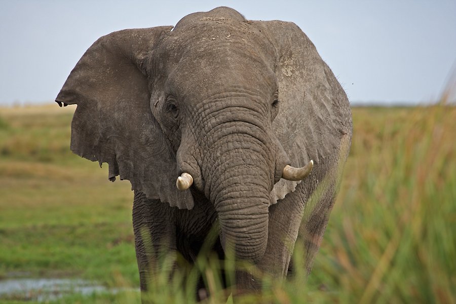 Известно что индийский слон крупное наземное млекопитающее. Слон. Слоны с бивнями. Африканские и индийские слоны. Слон jpg.